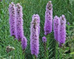 Gayfeather, Smallhead Blazing Star