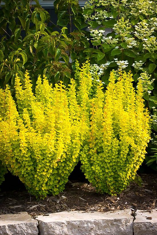 Barberry, Golden Rocket