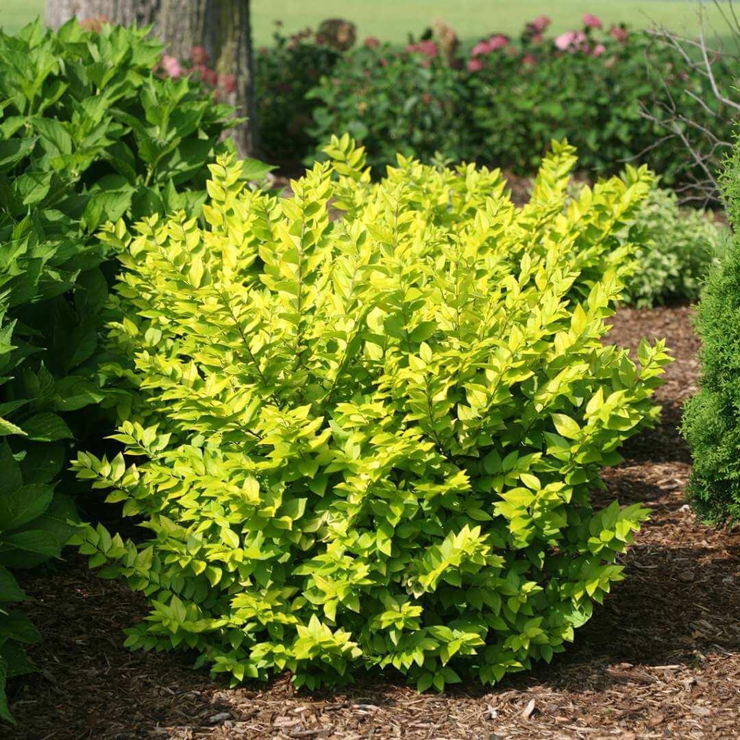 Privet, Golden Ticket