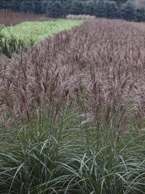 Grass, Maiden Oktoberfest