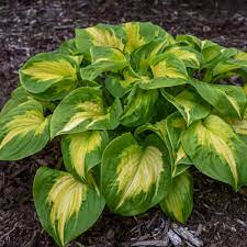 Hosta, Shadowland Etched Glass