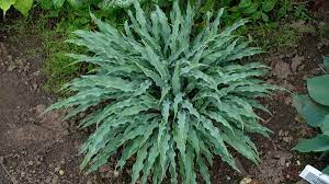 Hosta, Silly String