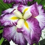 Iris, Dinner Plate Harlequinesque