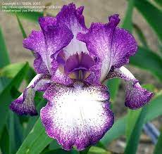 Iris, German Bearded Mariposa Autumn