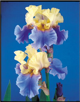 Iris, German Bearded Edith Woldford