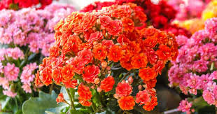 “Florist Kalanchoe”