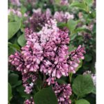 Lilac, Little Darling