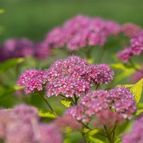 Spirea, Little Spark