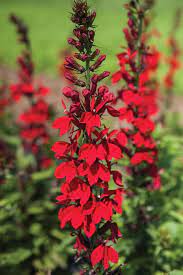 Lobelia, Fan Scarlet