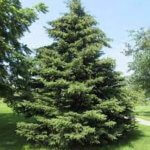 Spruce, White Montrose Charm