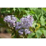 Lilac, New Age Lavender