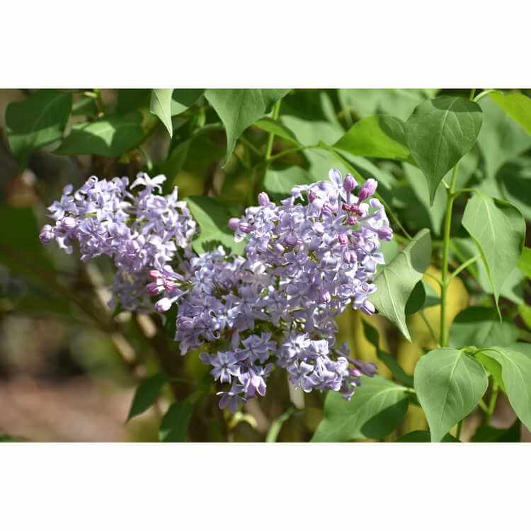 Lilac, New Age Lavender