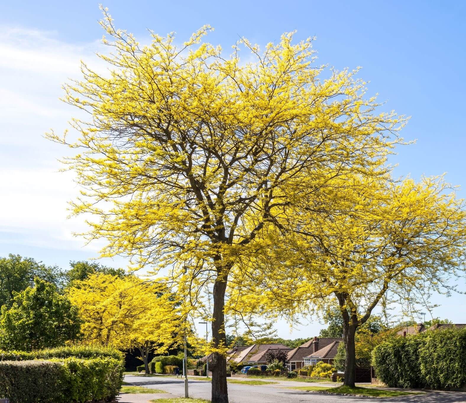 Honeylocust, Northern Acclaim