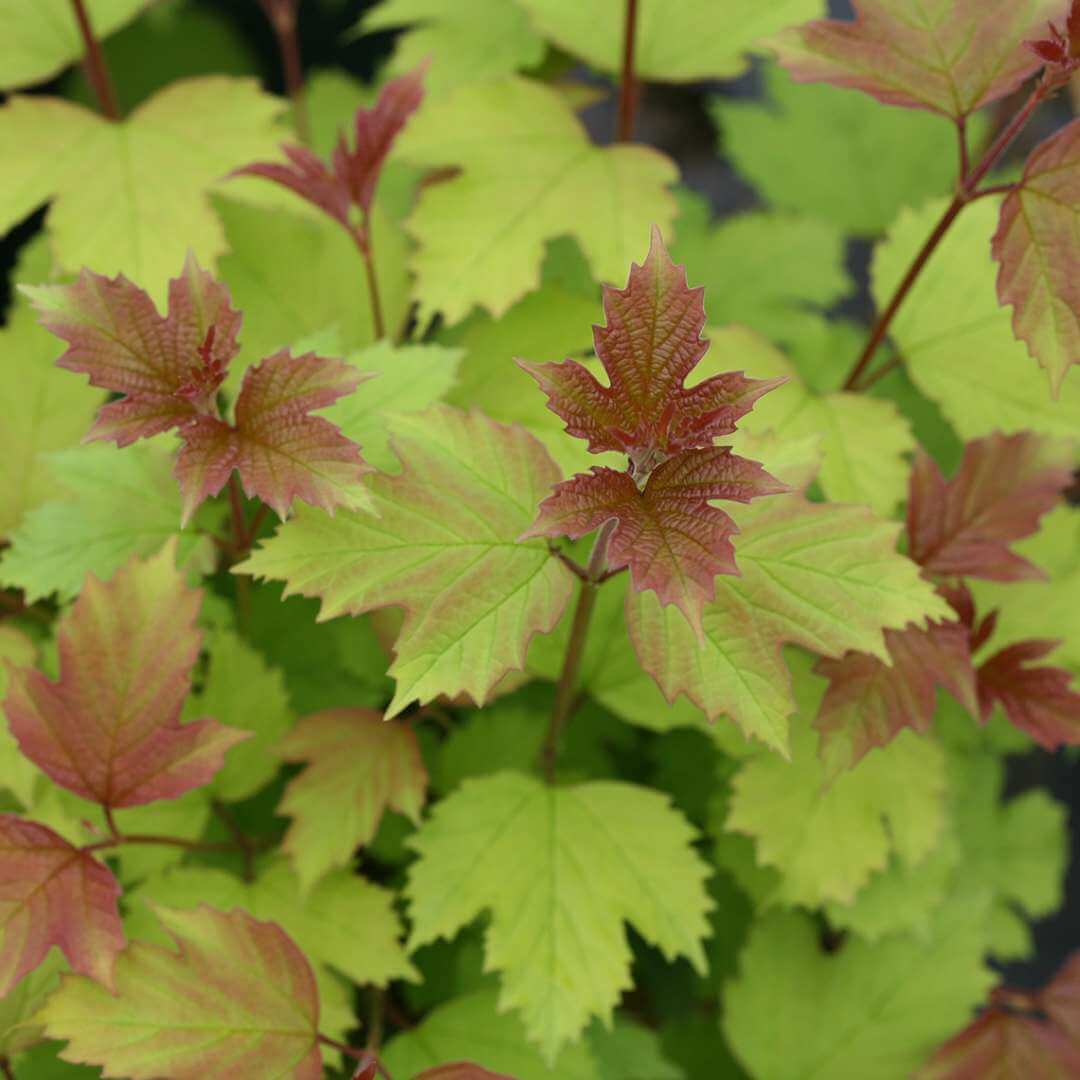 Viburnum, Oh Canada