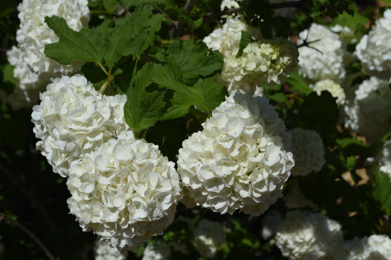 Viburnum, Opening Day