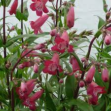 Penstemon, Pristine Deep Rose