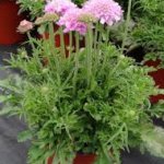 Pincushion Flower, Giga Pink