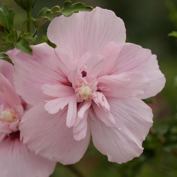 Althea, Pink Chiffon