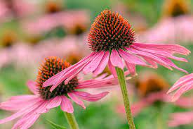 Coneflower, Purple