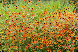 Rudbeckia, Prairie Glow