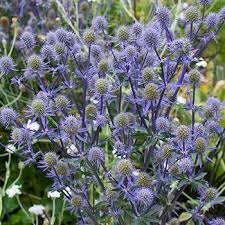 Sea Holly, Blue Glitter