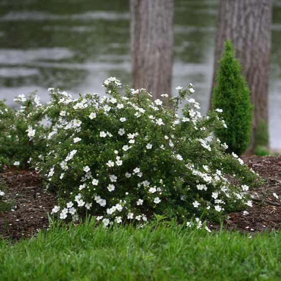 Chokeberry, Low Scape Snowfire