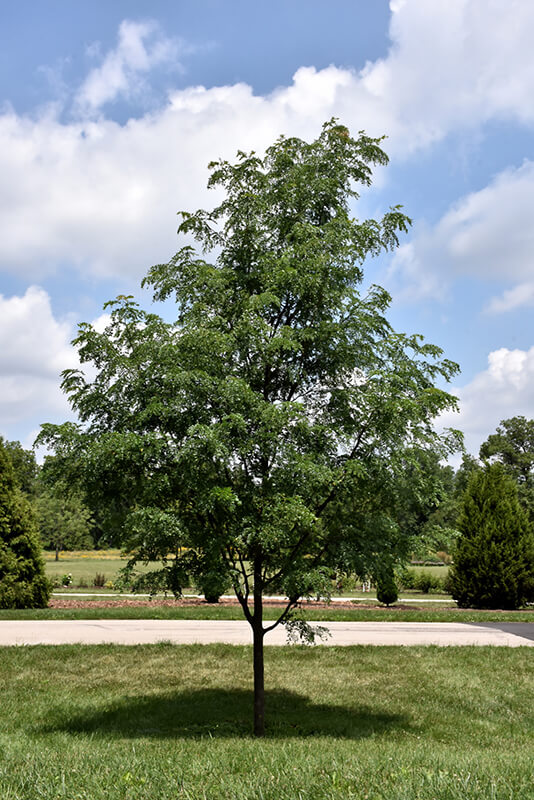 Honeylocust, Street Keeper