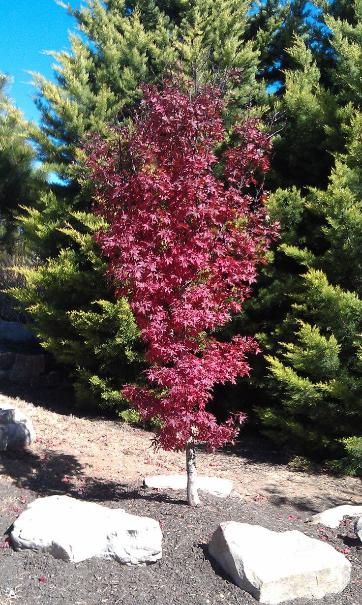 Maple, Japanese Twombly Red Sentinel