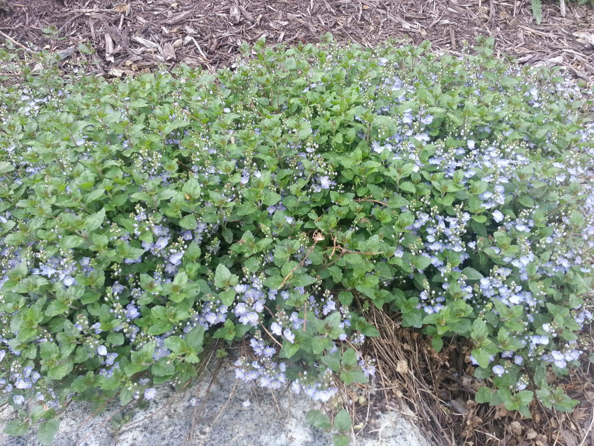 Veronica, Waterperry Blue