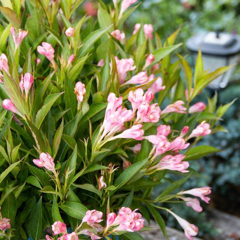 Weigela, Peach Kisses