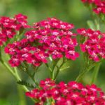 Yarrow, New Vintage Red