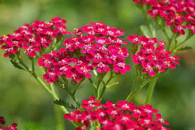 Yarrow, New Vintage Red