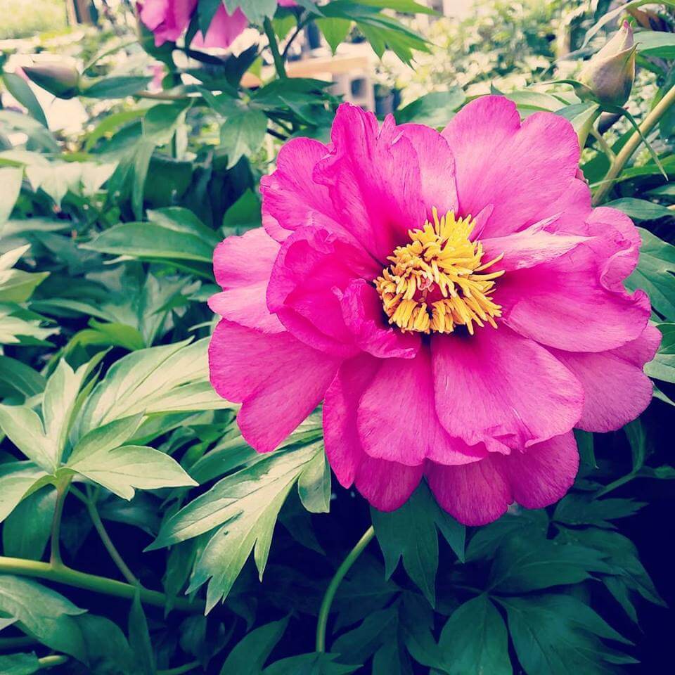 Peony, Itoh Morning Lilac