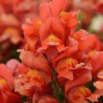 Snapdragon, Snapshot Orange