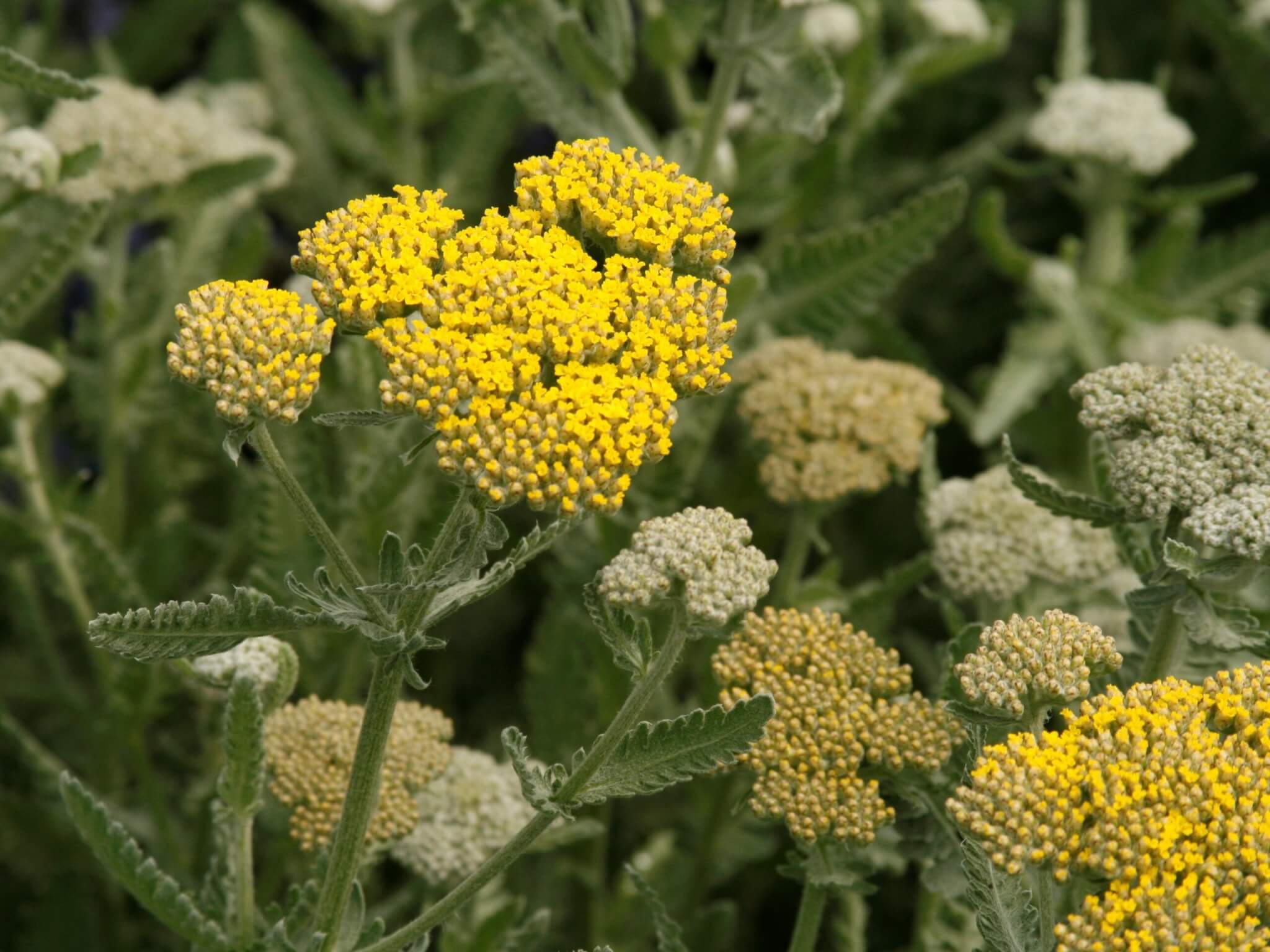 Yarrow, Moonshine