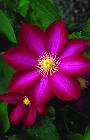 Clematis, Bourbon