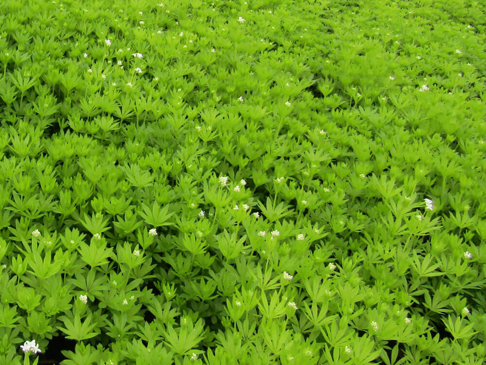 Woodruff, Sweet