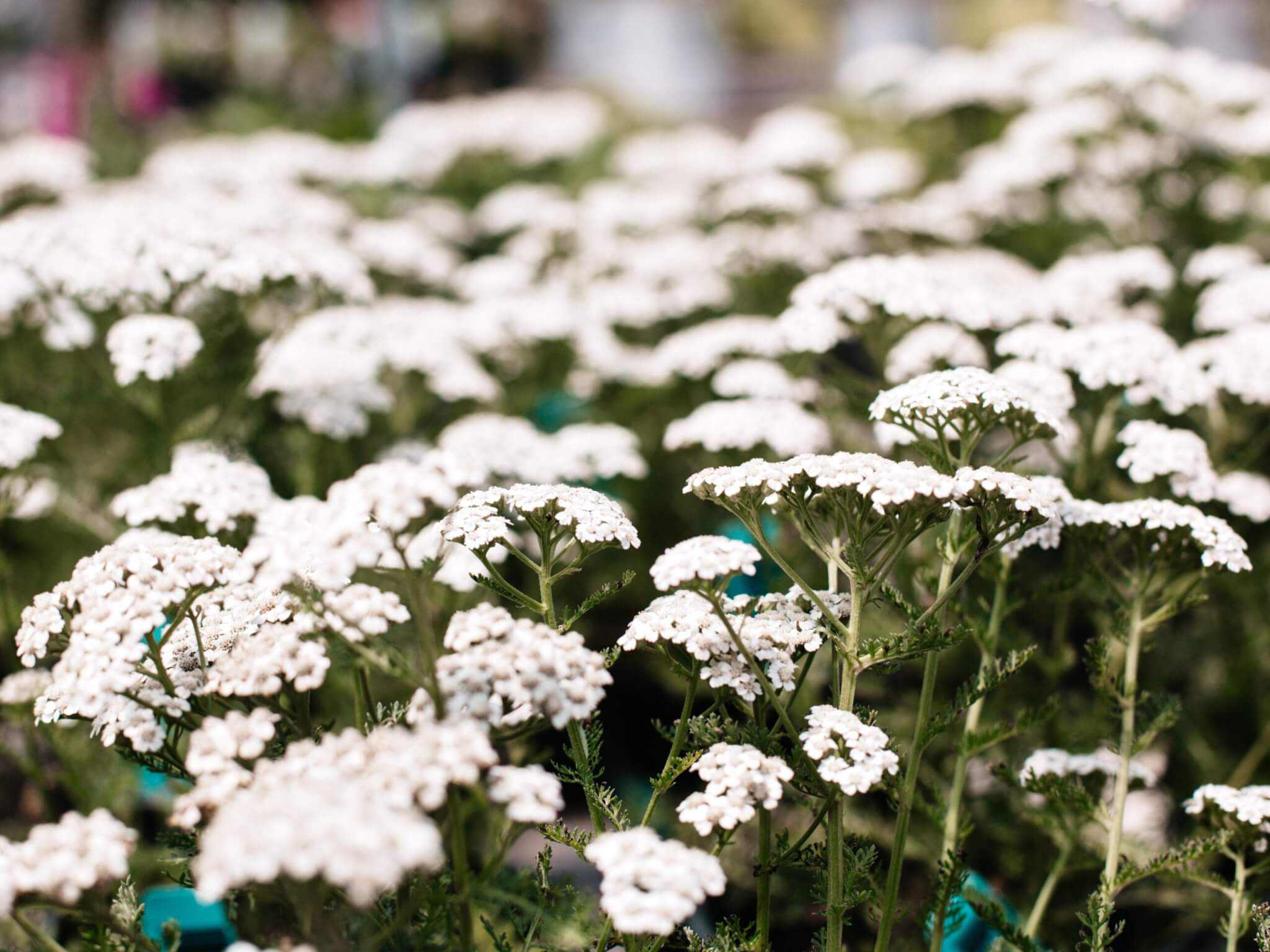 Yarrow, New Vintage White