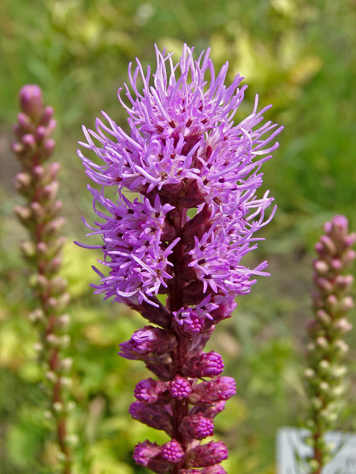 Gayfeather, Rough Blazing Star