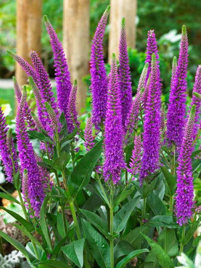 Veronica, Purpleicious