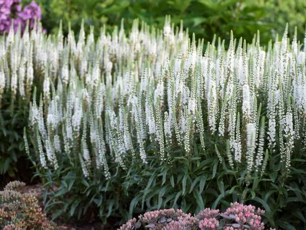 Veronica, White Wands