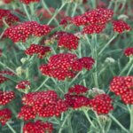 Yarrow, Sassy Summer Sangria