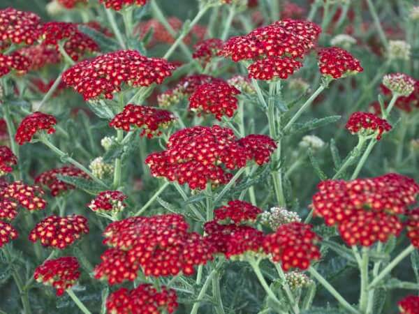 Yarrow, Sassy Summer Sangria