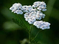 Yarrow, New Vintage White