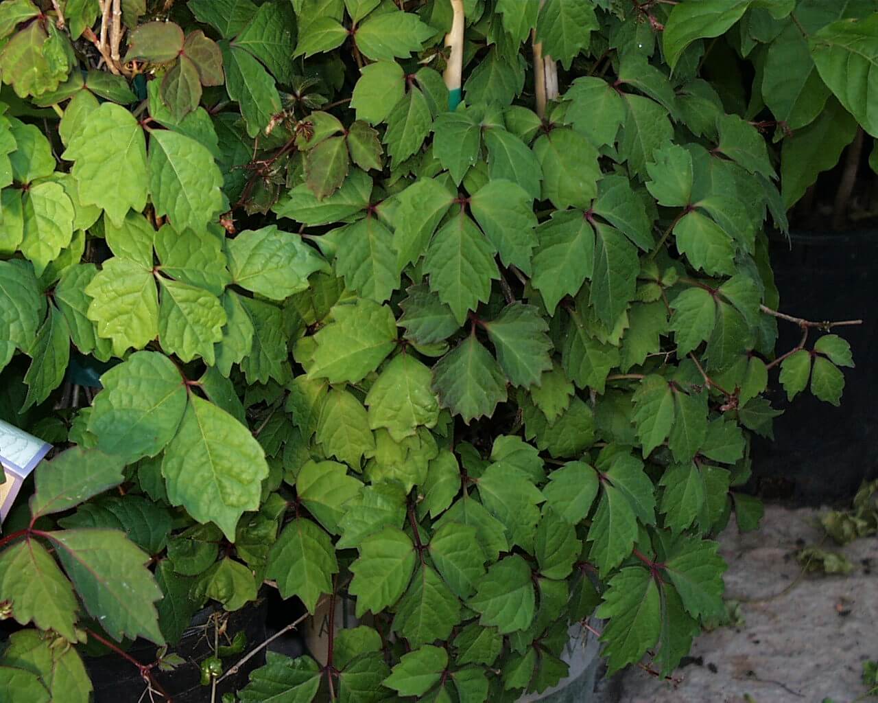 Boston Ivy