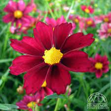 Coreopsis, Big Bang Mercury Rising