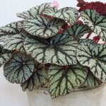 Begonia, Rex Fedor