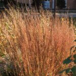 Grass, Little Bluestem Blaze