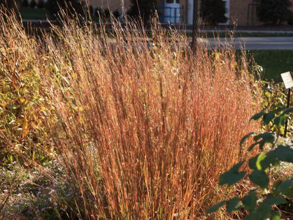 Grass, Little Bluestem Blaze
