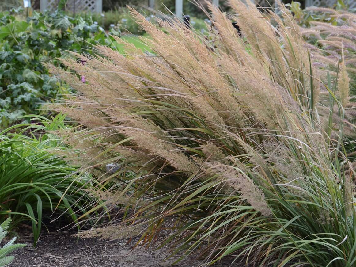 Grass, Feather Reed Korean